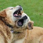 Henry und Dasty singen ihrem Frauchen ein Geburtstags-Ständchen