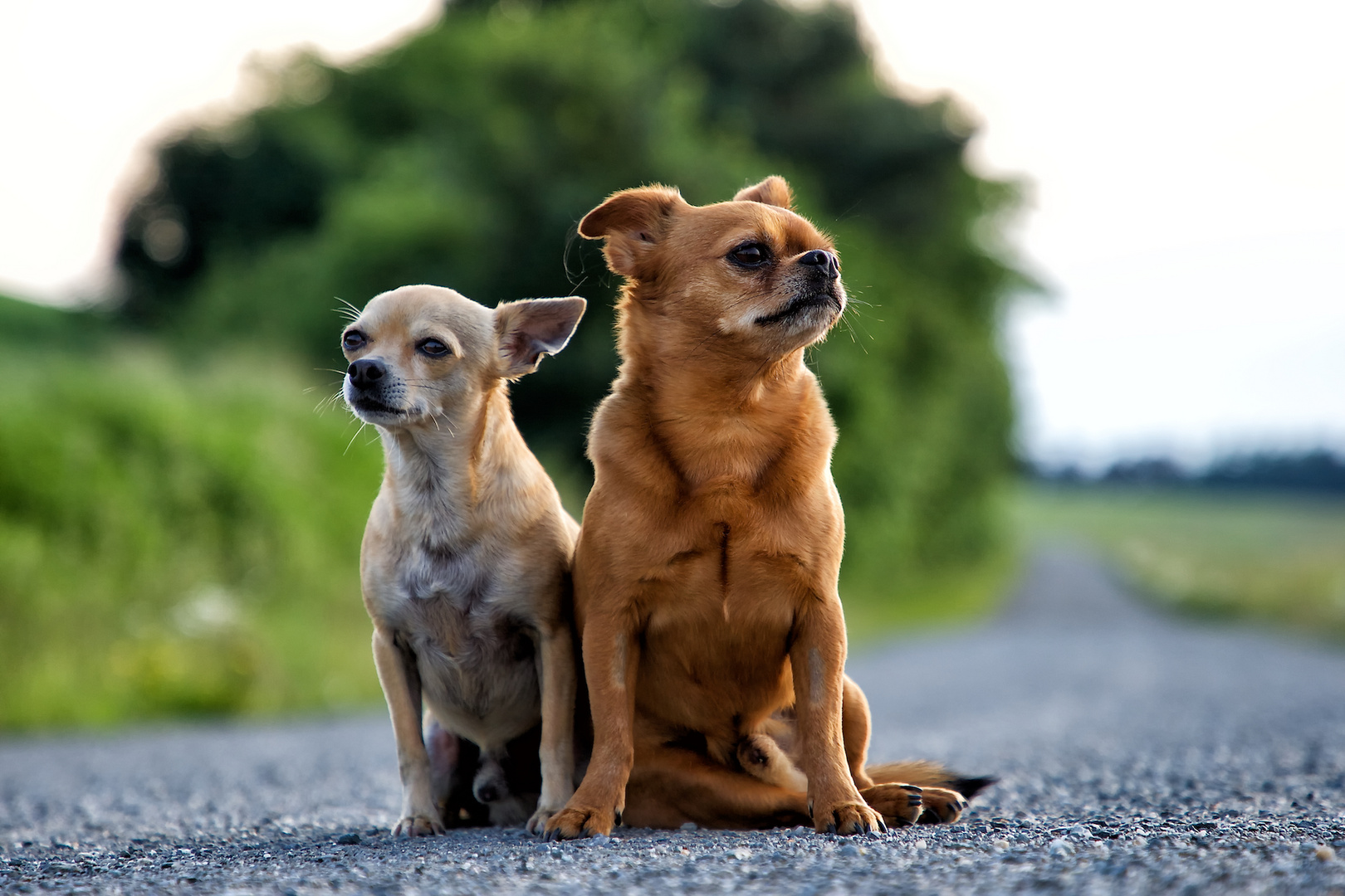 Henry und Luis