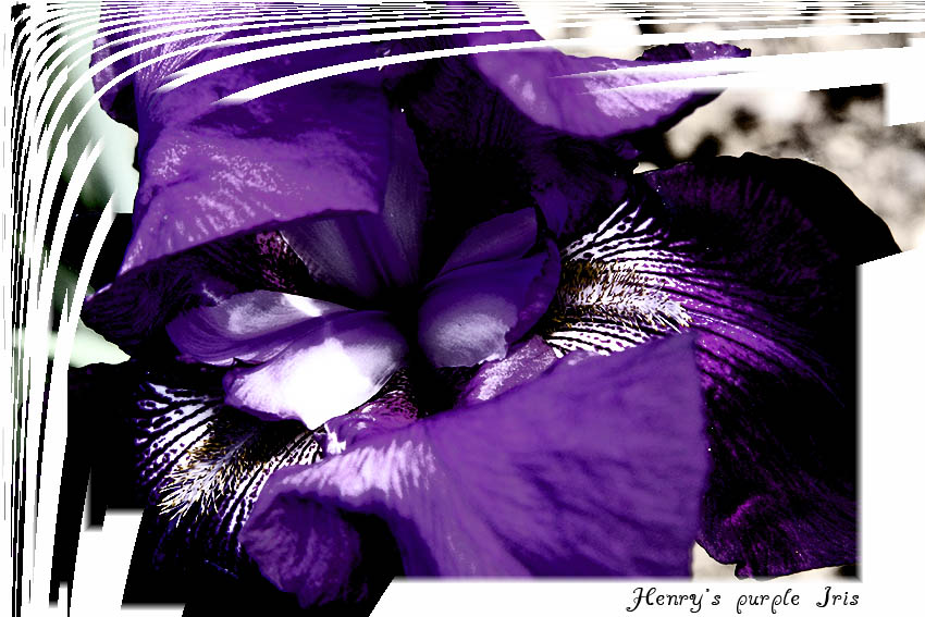 Henry's purple Iris