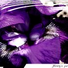 Henry's purple Iris