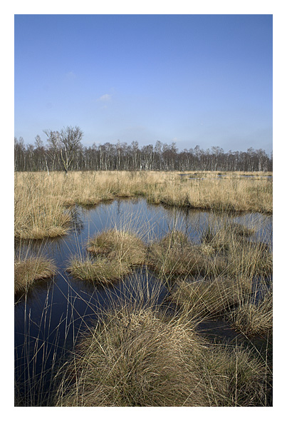 Henstedter Moor