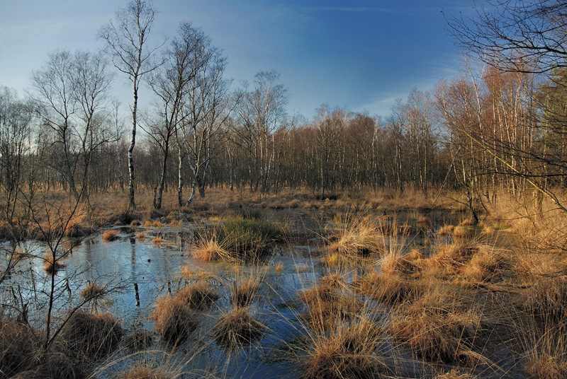 Henstedter Moor Wanderung 2008-1