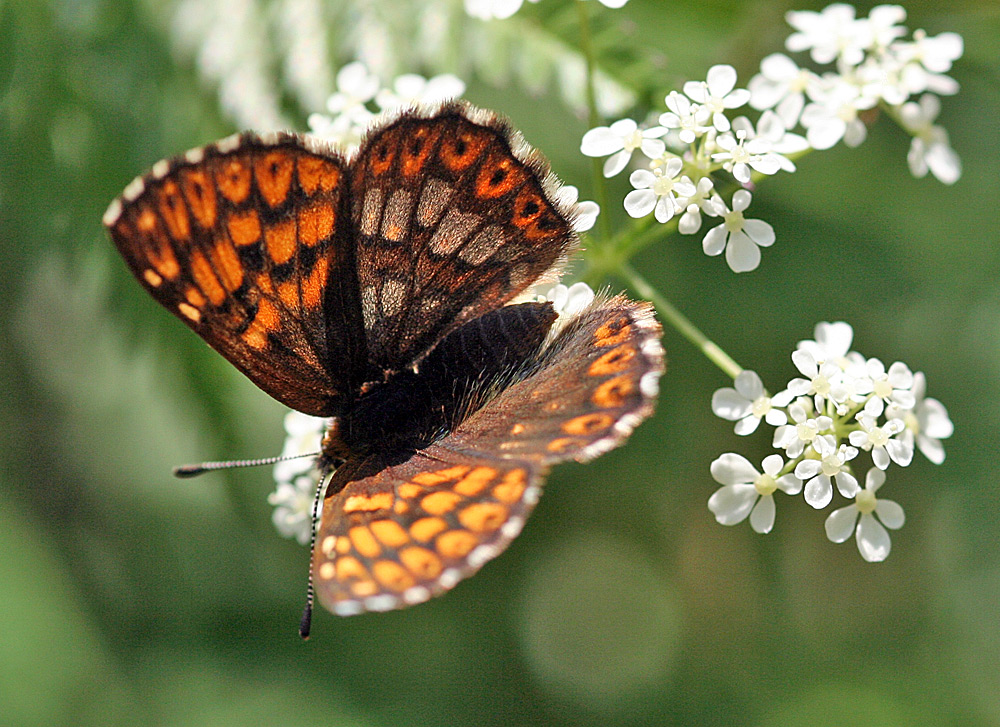 Heodes tityrus - Brauner Feuerfalter