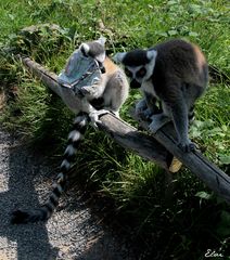 Hep, tu sais où il est le raton laveur ?