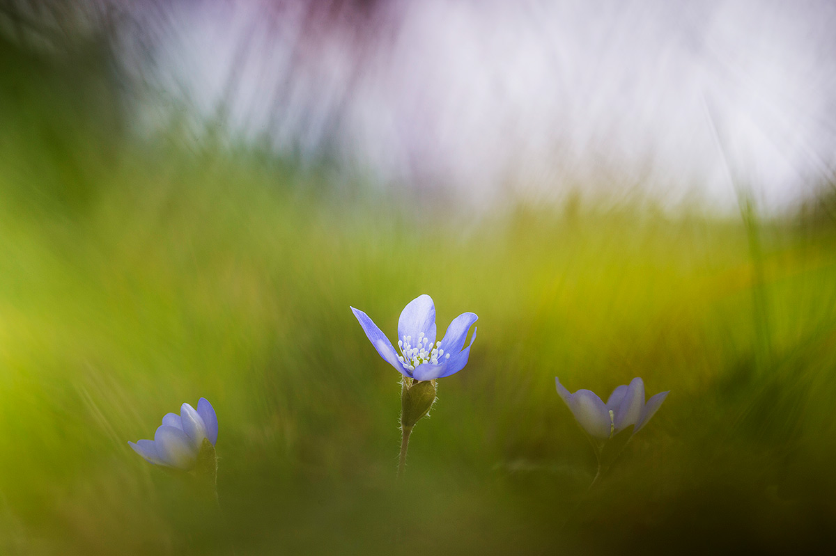 Hepatica