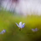 Hepatica