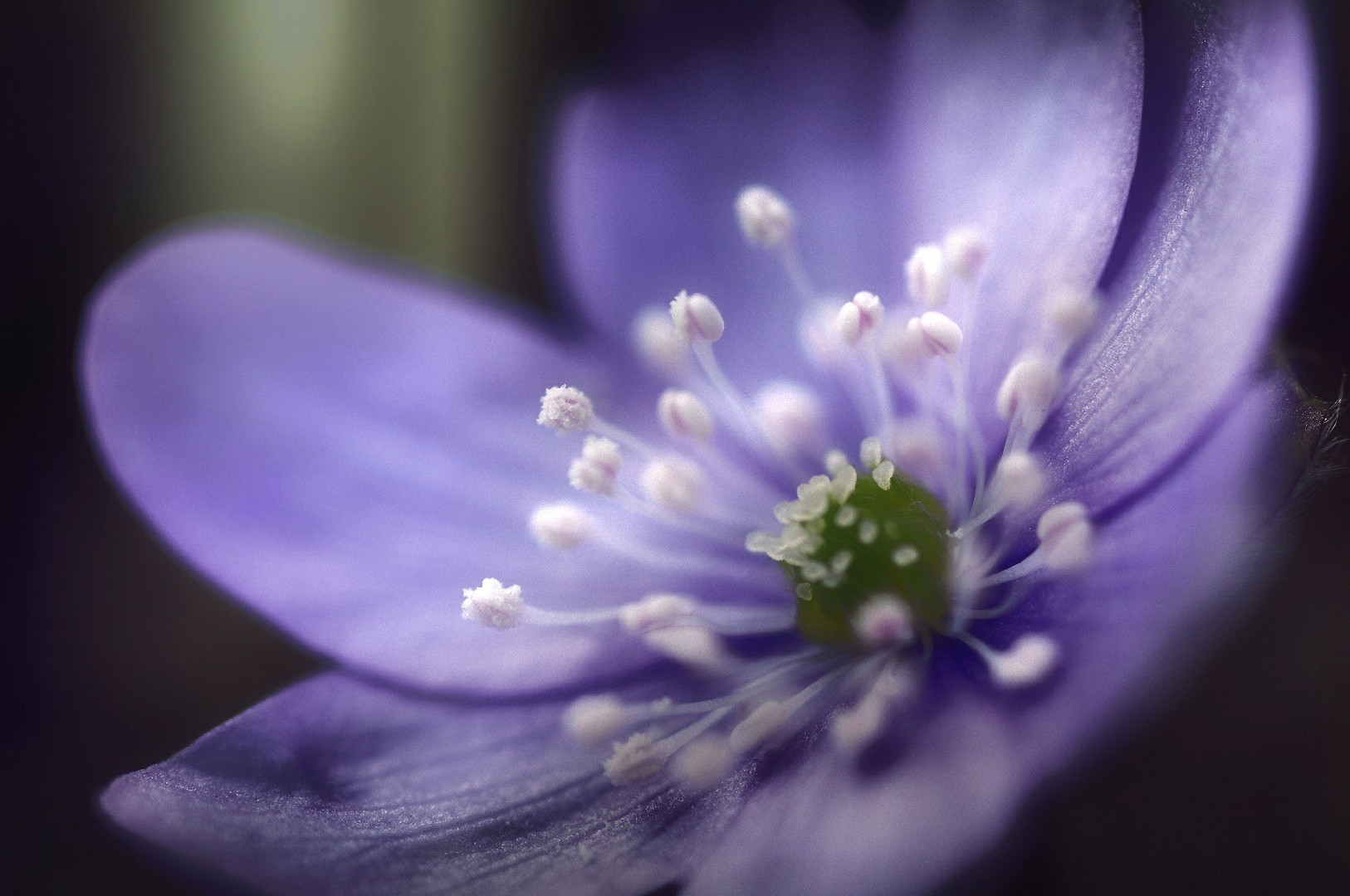 Hepatica