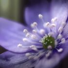 Hepatica