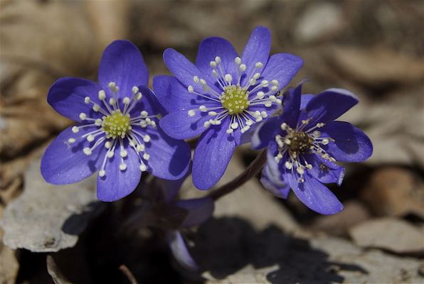 Hepatica