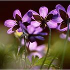 Hepatica