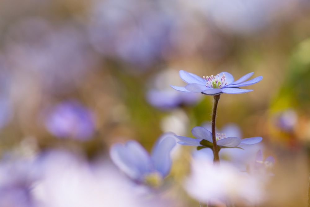 Hepatica