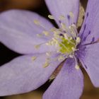 hepatica