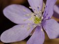 hepatica di Antonio Trentin 