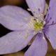 hepatica