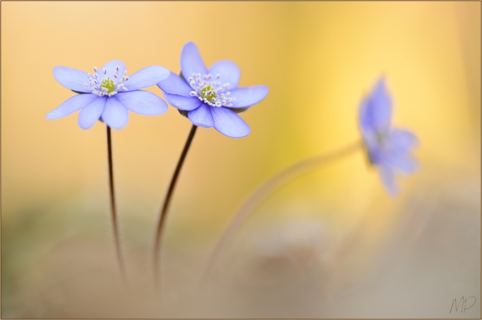 Hepatica