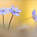 Hepatica