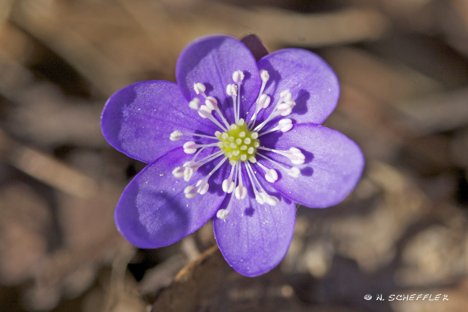 Hepatica - Leberblümchen