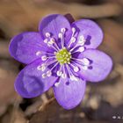 Hepatica - Leberblümchen