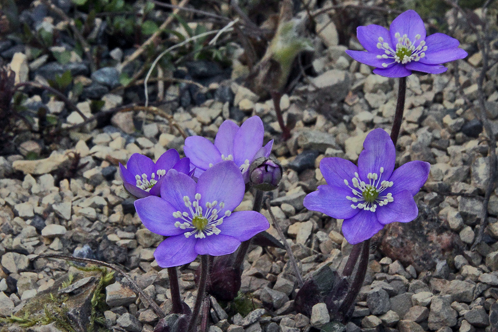 Hepatica nobiles