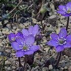 Hepatica nobiles