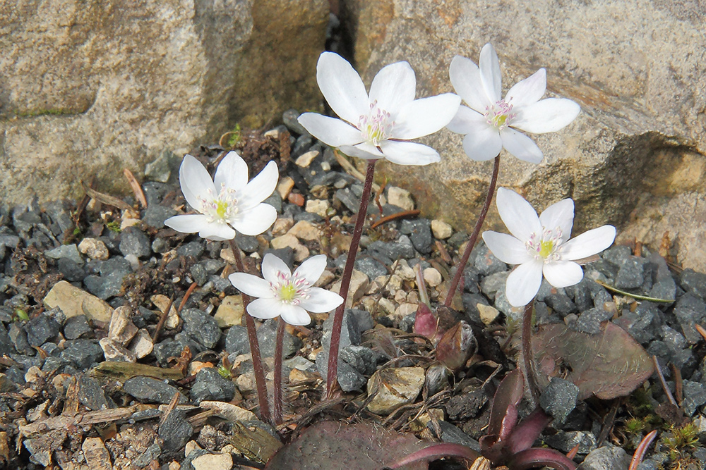 Hepatica nobiles alba