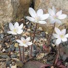 Hepatica nobiles alba