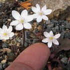 Hepatica nobiles alba (Größenvergleich)