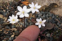 Hepatica nobiles alba (Größenvergleich)