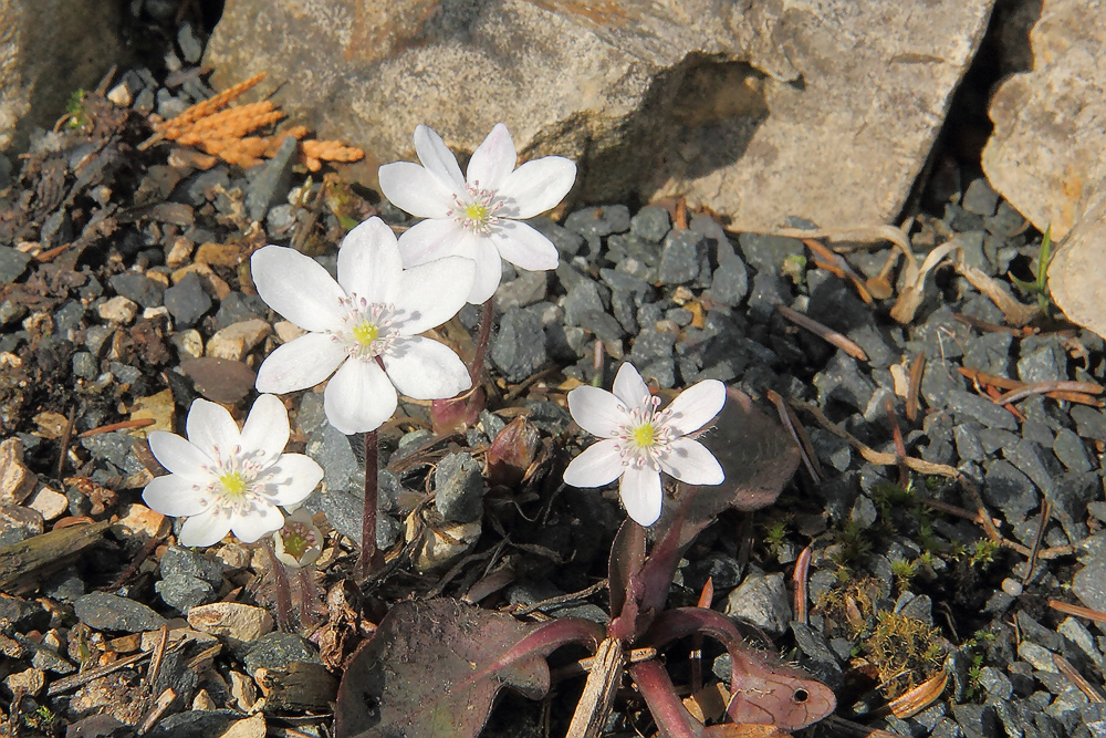 Hepatica nobiles alba - Weißes Leberblümchen