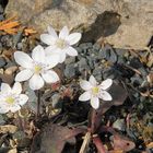 Hepatica nobiles alba - Weißes Leberblümchen