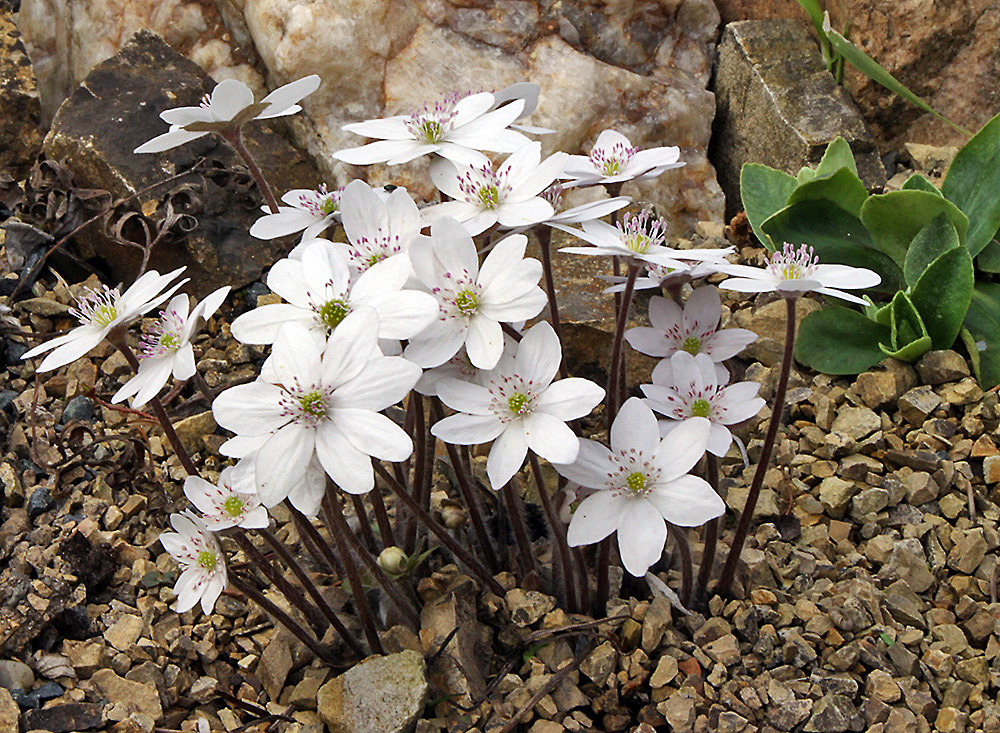 Hepatica nobiles alba - Weißes Leberblümchen , eine kleine Kostbarkeit...