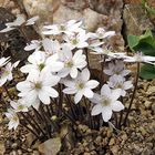 Hepatica nobiles alba - Weißes Leberblümchen , eine kleine Kostbarkeit...