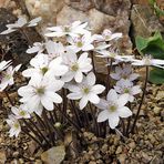 Hepatica nobiles alba - Weißes Leberblümchen , eine kleine Kostbarkeit...