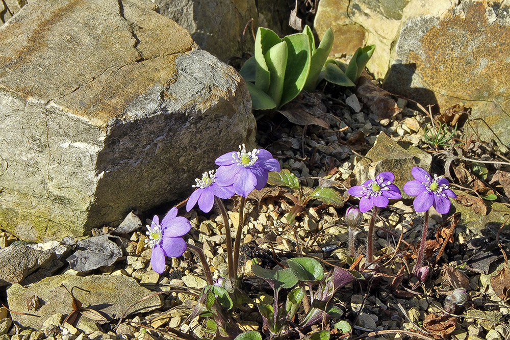 Hepatica nobiles - Leberblümchen im Alpinum