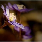 Hepatica nobilis