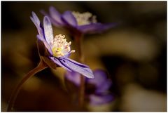 Hepatica nobilis