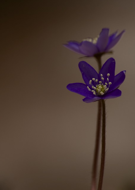 Hepatica nobilis