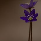 Hepatica nobilis