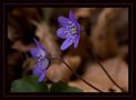 Hepatica nobilis von Paola Tarozzi