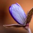 Hepatica nobilis 2013