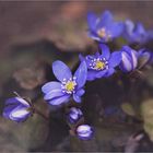 Hepatica nobilis