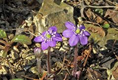 Hepatica nobilis