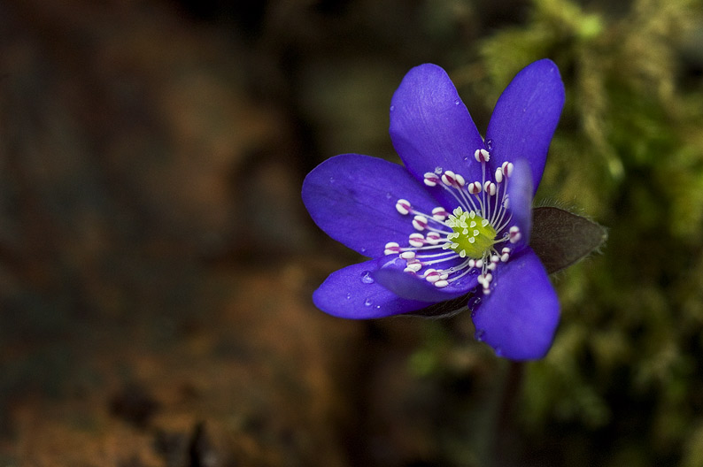 hepatica nobilis