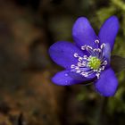 hepatica nobilis