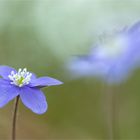 Hepatica nobilis