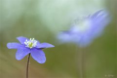 Hepatica nobilis