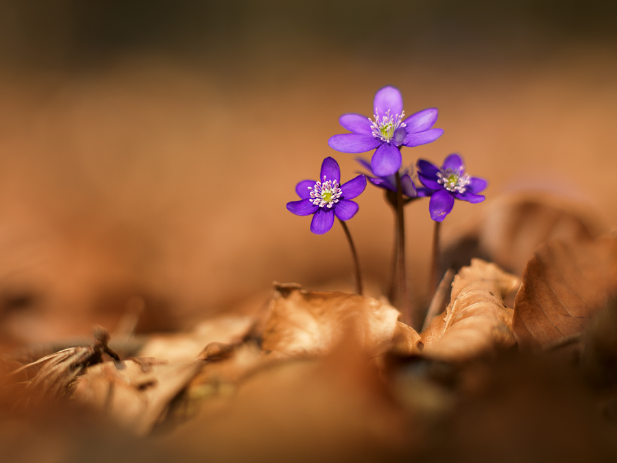 Hepatica nobilis