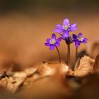 Hepatica nobilis