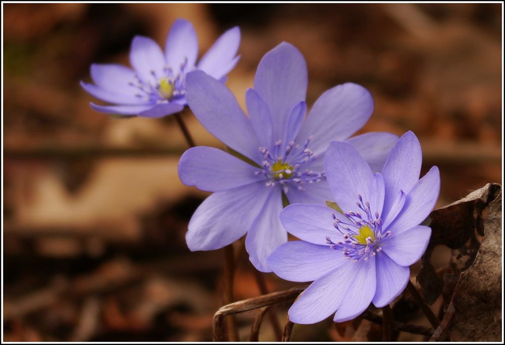 Hepatica nobilis