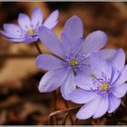 Hepatica nobilis